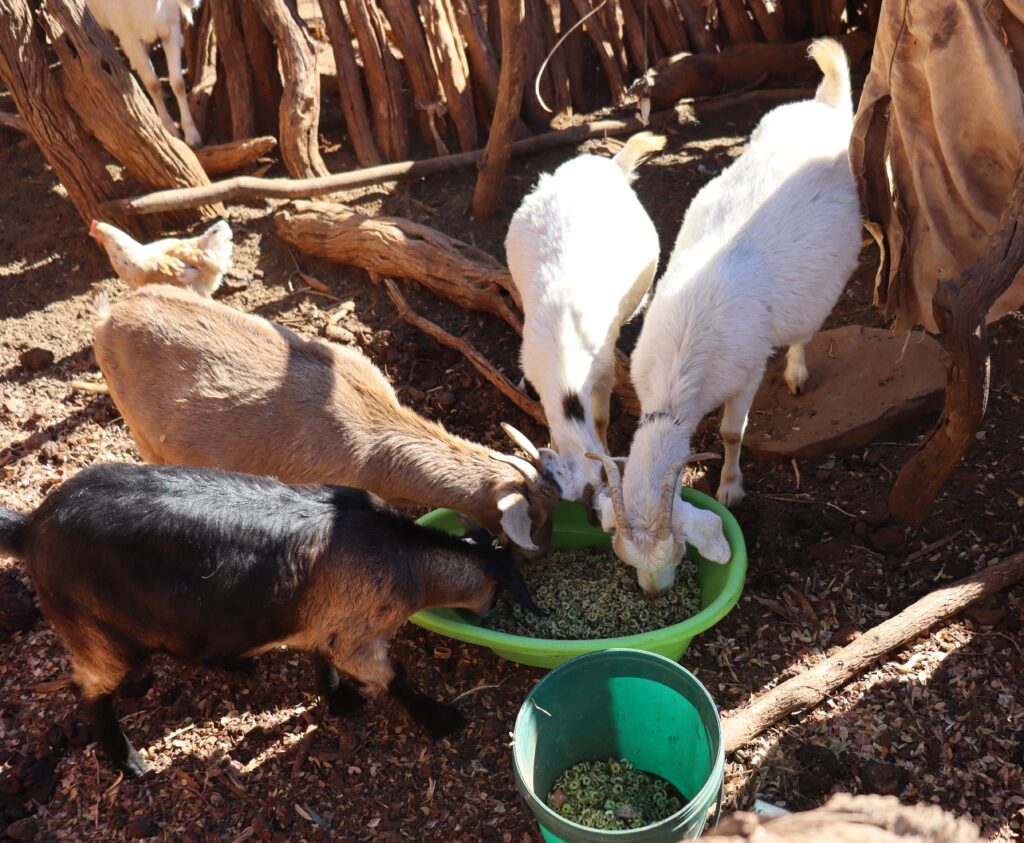 Fodder production uptake by farmers amidst El-Nino induced drought Fodder production uptake by farmers amidst El-Nino induced drought