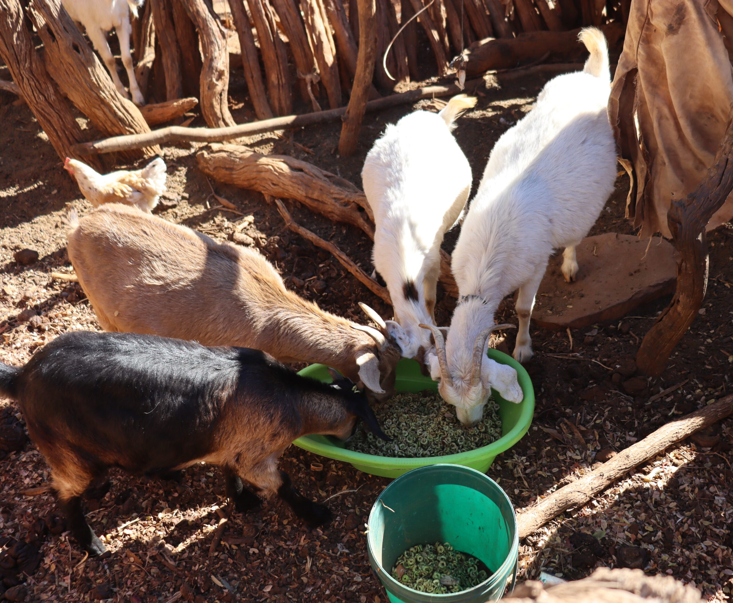 Fodder production uptake by farmers amidst El-Nino induced drought