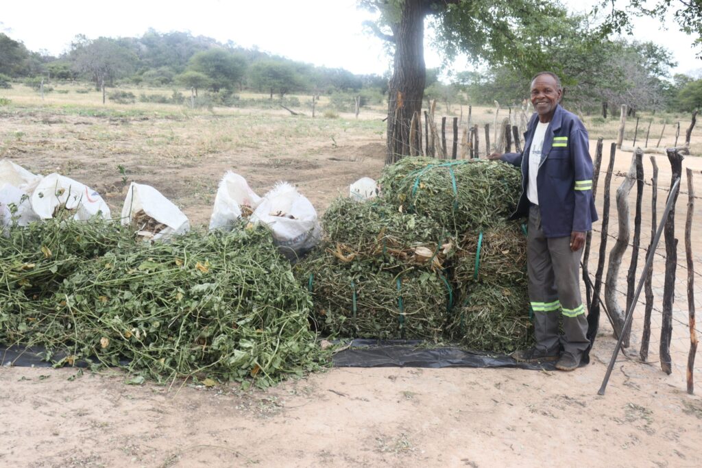 Obadiah Dube showcasing lablab fodder bales